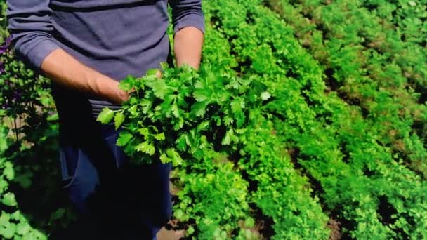 Un homme récolte de la coriandre dans le jardin. Concentration sélective. — Video