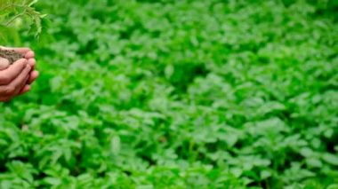 Baba ve çocuk bahçeye bir bitki ekiyorlar. Seçici odak.