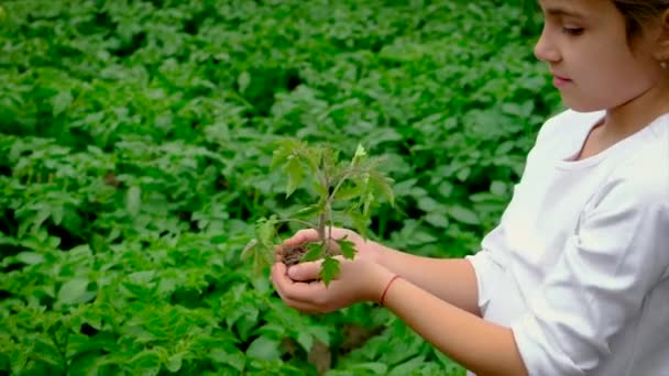 El niño está plantando una planta en el jardín. Enfoque selectivo. — Vídeos de Stock