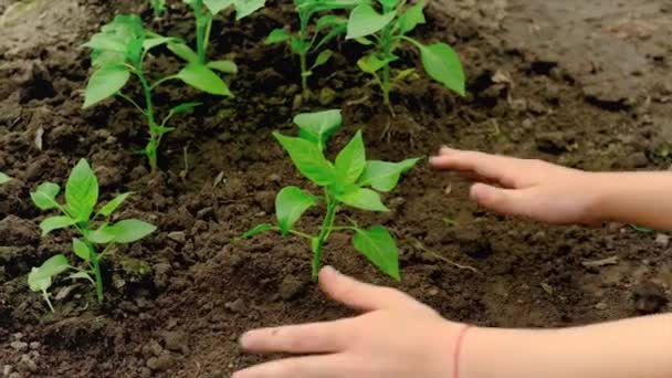 Das Kind pflanzt eine Pflanze im Garten. Selektiver Fokus. — Stockvideo