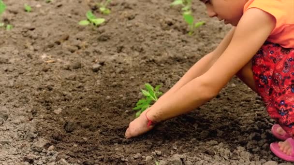 The child is planting a plant in the garden. Selective focus. — Stock Video