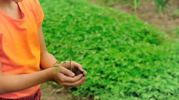 Het kind plant een plant in de tuin. Selectieve focus. — Stockvideo