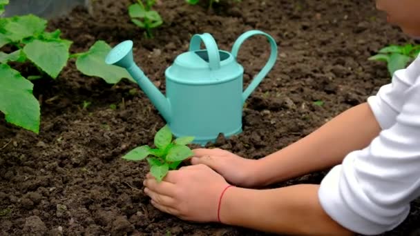 Το παιδί φυτεύει ένα φυτό στον κήπο. Επιλεκτική εστίαση. — Αρχείο Βίντεο