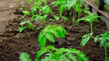 Bahçedeki bitkileri sula. Seçici odak.