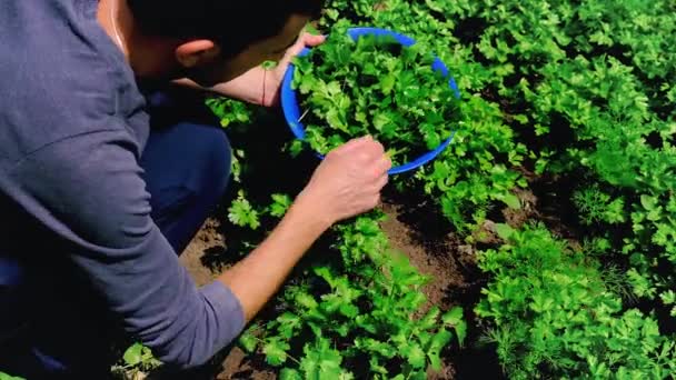 Un homme récolte de la coriandre dans le jardin. Concentration sélective. — Video