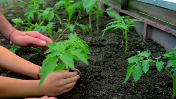 Father and child are planting a plant in the garden. Selective focus. — Stock Video