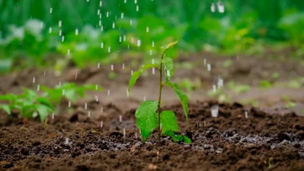 Arrosez les plantes dans le jardin. Concentration sélective. — Video