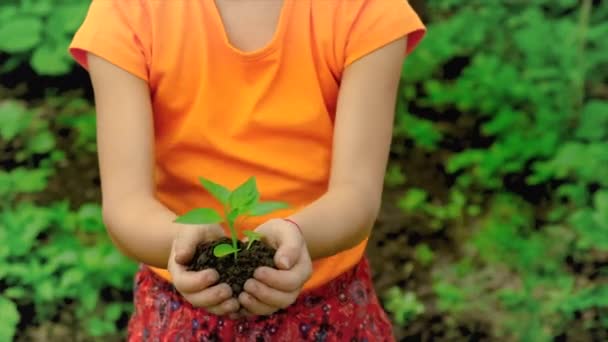 The child is planting a plant in the garden. Selective focus. — Stock Video