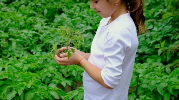 L'enfant plante une plante dans le jardin. Concentration sélective. — Video