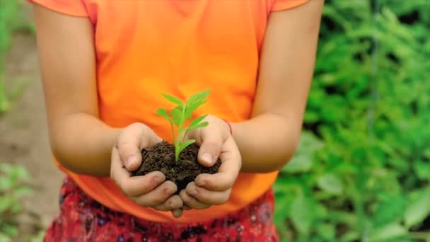 L'enfant plante une plante dans le jardin. Concentration sélective. — Video