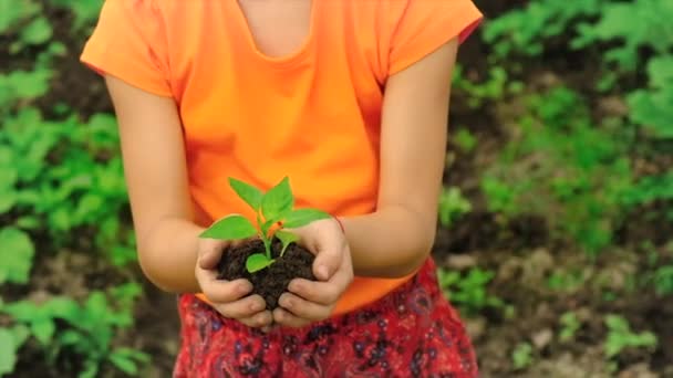 Das Kind pflanzt eine Pflanze im Garten. Selektiver Fokus. — Stockvideo