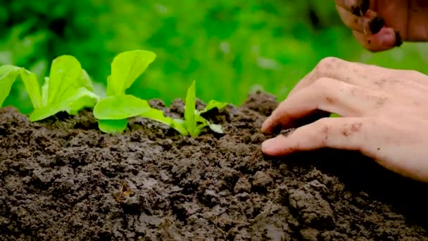 A man is planting plant in the garden. Selective focus. — Stock Video
