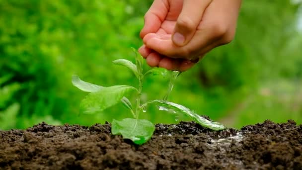 Arrosez les plantes dans le jardin. Concentration sélective. — Video