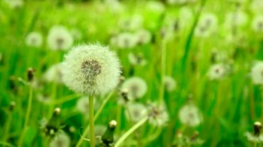 Karahindibalar çimlerde yetişir. Seçici odak.