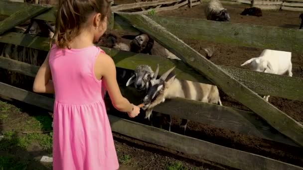 Het kind voedt de geiten op de boerderij kudde. Selectieve focus. — Stockvideo