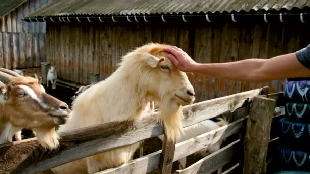 Ziegen auf einem Herdenhof. Selektiver Fokus. — Stockvideo