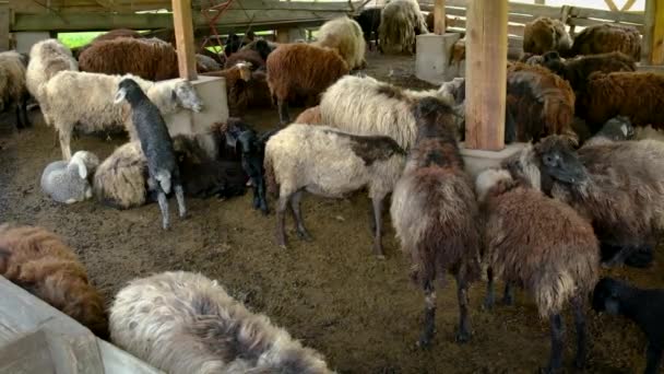 Schafe auf einem Schafhof. Selektiver Fokus. — Stockvideo