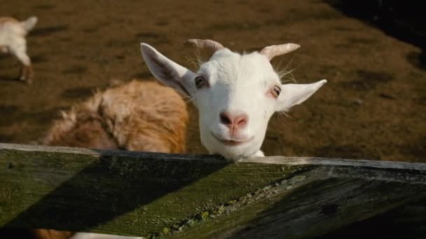 Des chèvres dans une ferme de troupeau. Concentration sélective. — Video