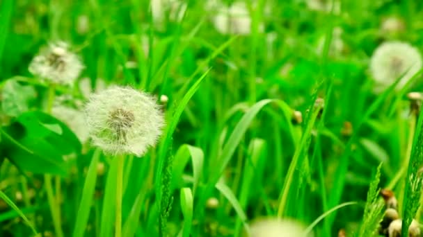 Dandelions grow on the lawn. Selective focus. — Stock Video