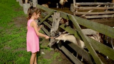 Çocuk çiftlik sürüsündeki keçileri besler. Seçici odak.