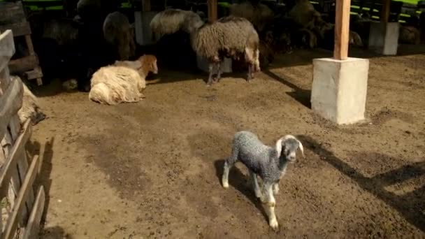 Ovejas en una granja de rebaños. Enfoque selectivo. — Vídeos de Stock