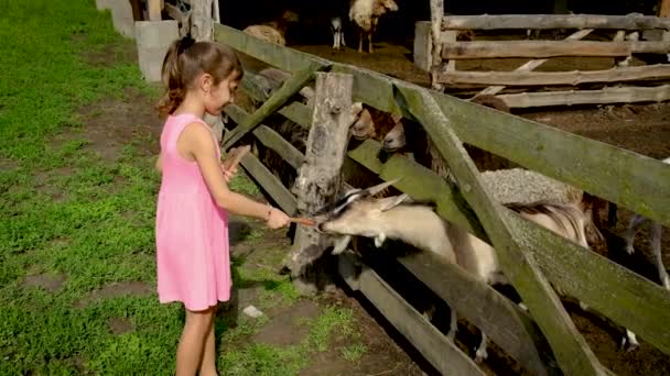 Het kind voedt de geiten op de boerderij kudde. Selectieve focus. — Stockvideo
