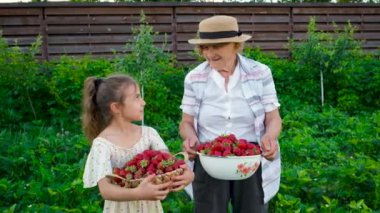 Büyükanne ve çocuk bahçede çilek hasat ediyorlar. Seçici odak.