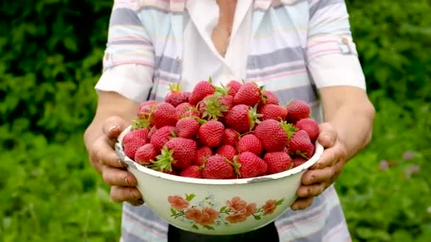 Γιαγιά συγκομιδή σπιτικές φράουλες στον κήπο. Επιλεκτική εστίαση. — Αρχείο Βίντεο