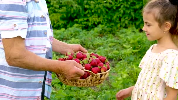 La abuela y el niño cosechan fresas en el jardín. Enfoque selectivo. — Vídeos de Stock