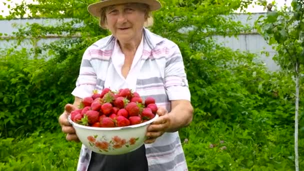 Babcia zbiera truskawki domowej roboty w ogrodzie. Skupienie selektywne. — Wideo stockowe