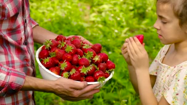 花园里有草莓的孩子和父亲。有选择的重点. — 图库视频影像