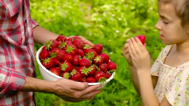 Bambino e padre con le fragole in giardino. Focus selettivo. — Video Stock