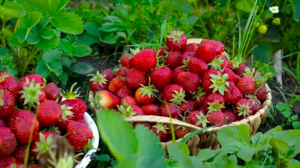 Oogst aardbeien in de tuin. Selectieve focus. — Stockvideo