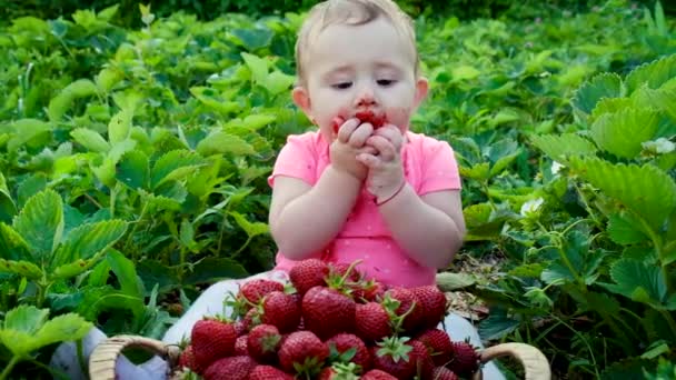 Le bébé mange des fraises dans le jardin. Concentration sélective. — Video