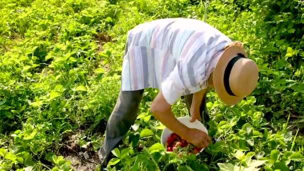 La abuela cosecha fresas caseras en el jardín. Enfoque selectivo. — Vídeos de Stock