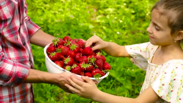 Bambino e padre con le fragole in giardino. Focus selettivo. — Video Stock