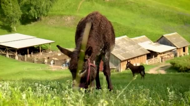 The donkey grazes in the meadow. Selective focus. — Stock Video