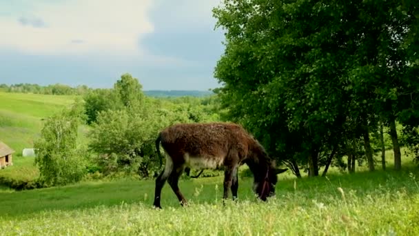 L'âne broute dans la prairie. Concentration sélective. — Video