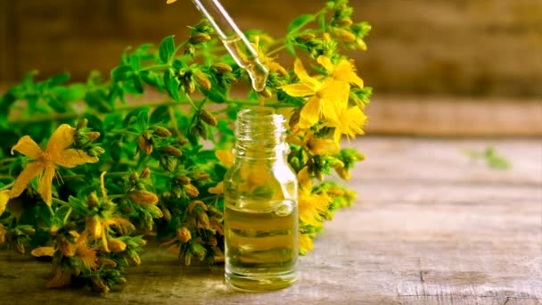 Extract and tincture of St. Johns wort in a small bottle. Selective focus. — Stock Video