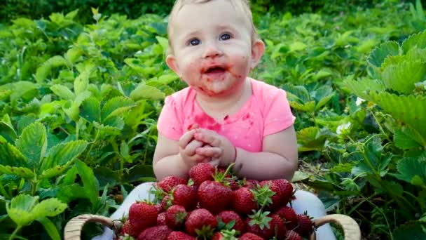 Le bébé mange des fraises dans le jardin. Concentration sélective. — Video