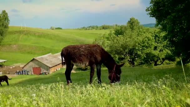 驴子在草地上吃草.有选择的重点. — 图库视频影像