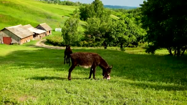 The donkey grazes in the meadow. Selective focus. — Stock Video