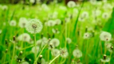 Karahindibalar çimlerde yetişir. Seçici odak.