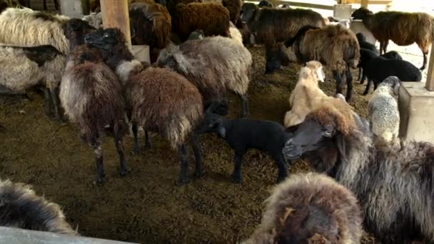 Овцы на стайной ферме. Селективный фокус. — стоковое видео