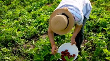 Büyükanne bahçede ev yapımı çilek hasat ediyor. Seçici odak.