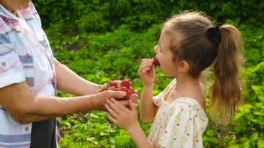Büyükanne ve çocuk bahçede çilek hasat ediyorlar. Seçici odak.