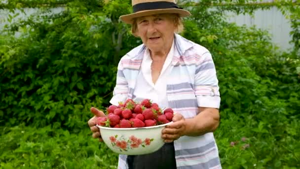 Oma erntet selbst gemachte Erdbeeren im Garten. Selektiver Fokus. — Stockvideo