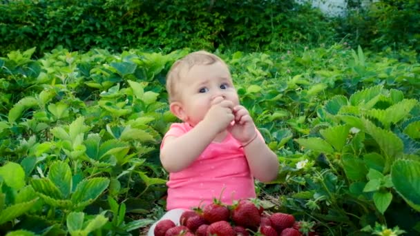 Le bébé mange des fraises dans le jardin. Concentration sélective. — Video