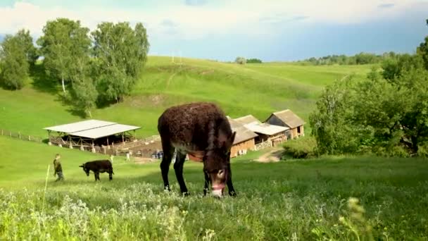 The donkey grazes in the meadow. Selective focus. — Stock Video