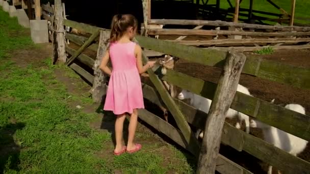 A criança alimenta as cabras no rebanho da fazenda. Foco seletivo. — Vídeo de Stock